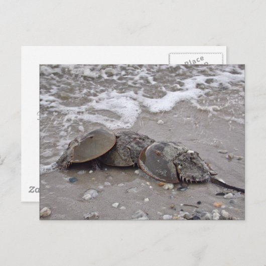 Hoefijzer Crab Briefkaart (Voorkant / Achterkant)