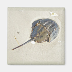 Hoefijzer Crab Magnet