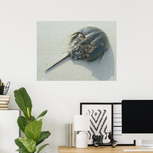 Hoefijzer Crab Poster (Thuiskantoor)