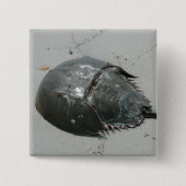 Hoefijzer Crab Vierkante Button 5,1 Cm (Voorkant)