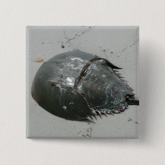 Hoefijzer Crab Vierkante Button 5,1 Cm (Voorkant)