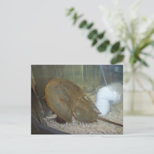 Hoefijzer krab, #1 briefkaart (Staand voorkant)