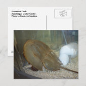 Hoefijzer krab, #1 briefkaart (Voorkant / Achterkant)