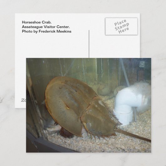 Hoefijzer krab, #1 briefkaart (Voorkant / Achterkant)