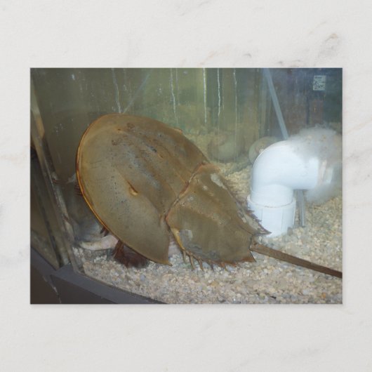 Hoefijzer krab, #1 briefkaart (Voorkant)