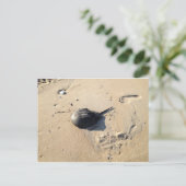 hoefijzer krab briefkaart (Staand voorkant)