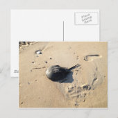 hoefijzer krab briefkaart (Voorkant / Achterkant)