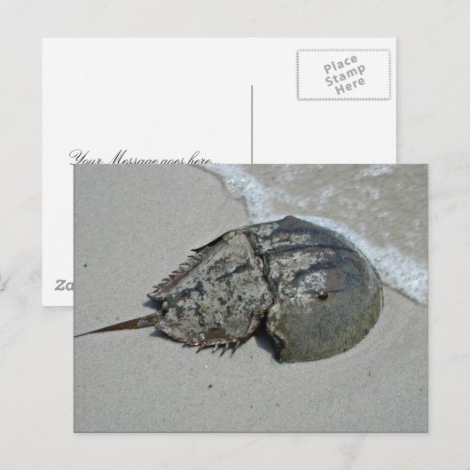 Hoefijzer krab - mannelijk briefkaart (Voorkant / Achterkant)