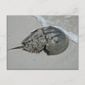 Hoefijzer krab - mannelijk briefkaart (Voorkant)