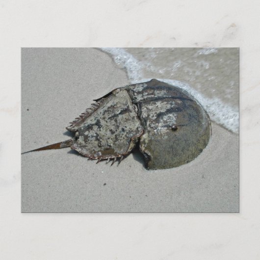 Hoefijzer krab - mannelijk briefkaart (Voorkant)