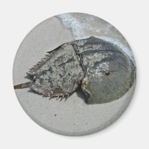 Hoefijzer krab - mannelijk magneet