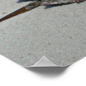 Hoefijzer krab - mannelijk poster (Hoek)