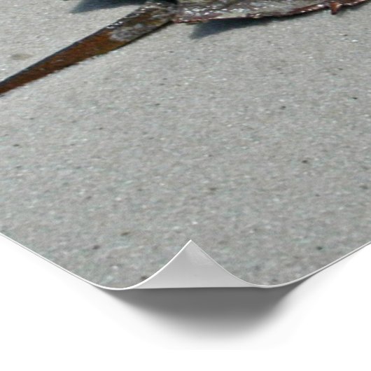 Hoefijzer krab - mannelijk poster (Hoek)