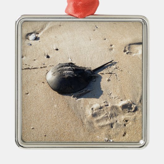 hoefijzer krab metalen ornament (Voorkant)