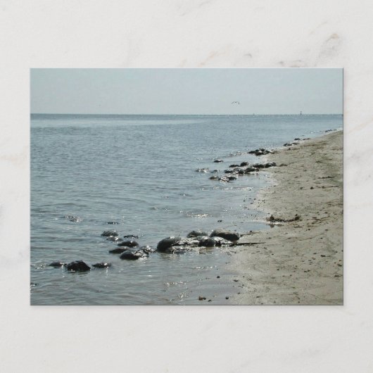 Hoefijzer krabben langs het strand briefkaart (Voorkant)