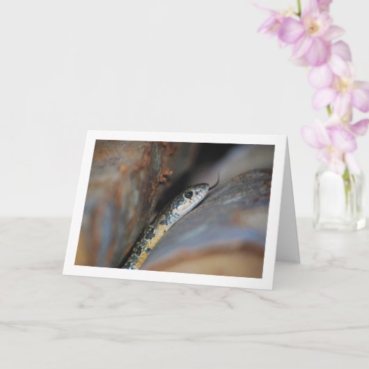 Hoefijzer zweepslang kaart (Orchidee)