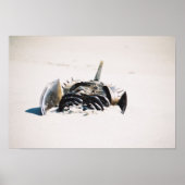 Hoefijzers karper poster (Voorkant)