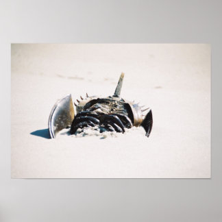 Hoefijzers karper poster