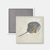 Hoefijzers krabmagneet magneet (Voorkant / Achterkant)