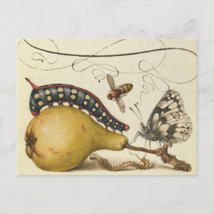 Hoefnagel Vintage Peer & Insecten 1500s Renaissanc Briefkaart