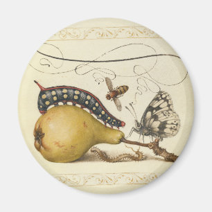 Hoefnagel Vintage Peer & Insecten 1500s Renaissanc Magneet