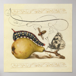 Hoefnagel Vintage Peer & Insecten 1500s Renaissanc Poster