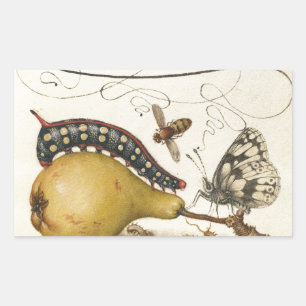 Hoefnagel Vintage Peer & Insecten 1500s Renaissanc Rechthoekige Sticker