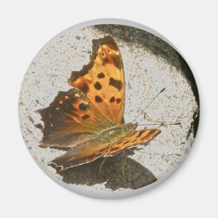 Hoek Wing Comma Butterfly Magnet