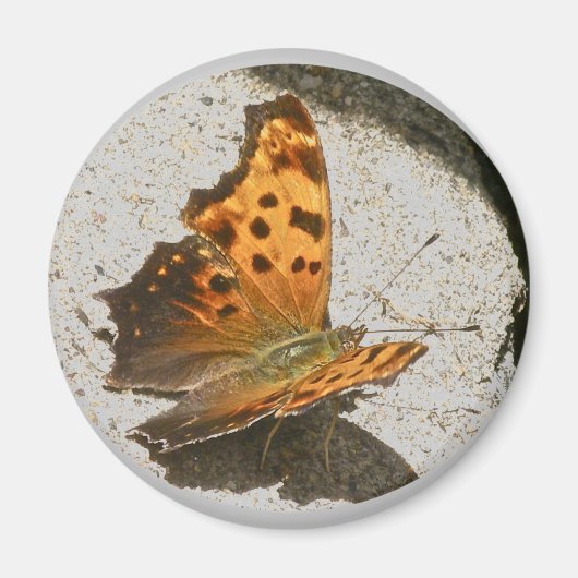 Hoek Wing Comma Butterfly Magnet (Voorkant)