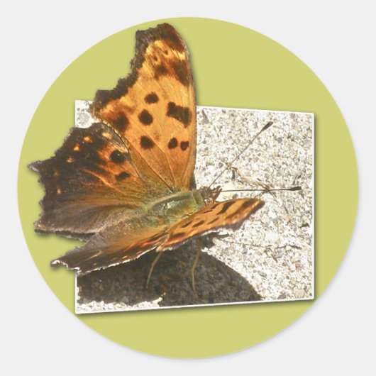 Hoek Wing Comma Butterfly-reeks Ronde Sticker (Voorkant)