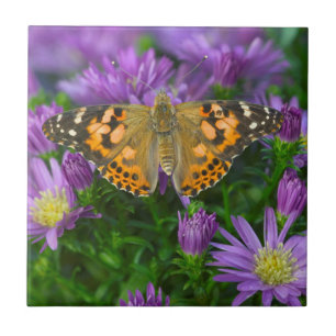 Hoekvleugelvlinder op cone bloem tegeltje