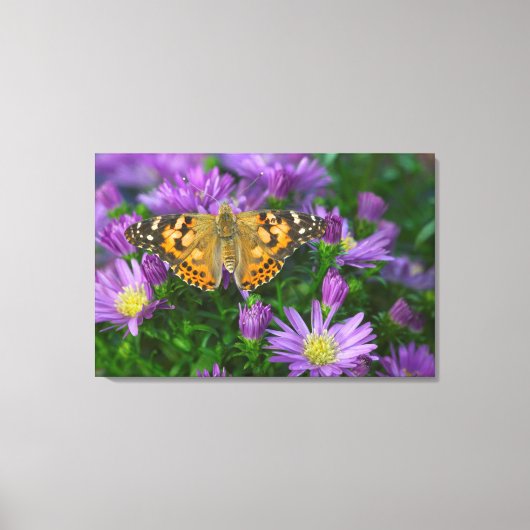 Hoekvleugelvlinder op kegelbloem canvas afdruk (Voorkant)