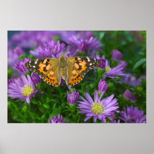 Hoekvleugelvlinder op kegelbloem poster