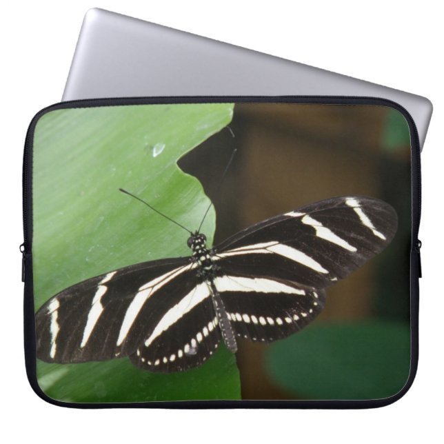  hoes voor beukenvleugelbots voor Zebra (Voorkant)