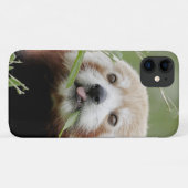 Hoesje Foto: rode panda, panda roux, dieren. (Achterkant (horizontaal))