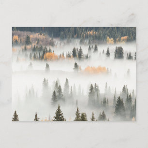 Hoesjes bergbos in Dawn Ground Fog Briefkaart