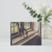 Hoeveel is dat Kat in het raam? Briefkaart (Staand voorkant)