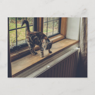 Hoeveel is dat Kat in het raam? Briefkaart