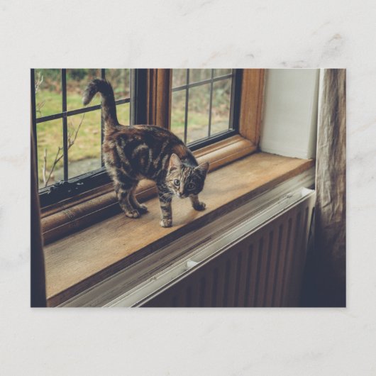 Hoeveel is dat Kat in het raam? Briefkaart (Voorkant)