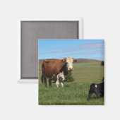 Hoewel Koeien en honden afkomstig zijn van verschi Magneet (Voorkant / Achterkant)