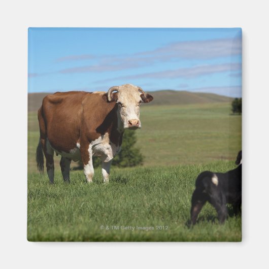 Hoewel Koeien en honden afkomstig zijn van verschi Magneet (Voorkant)