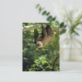 Hoffmann twee-toed luiaard briefkaart (Staand voorkant)