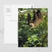 Hoffmann twee-toed luiaard briefkaart (Voorkant / Achterkant)