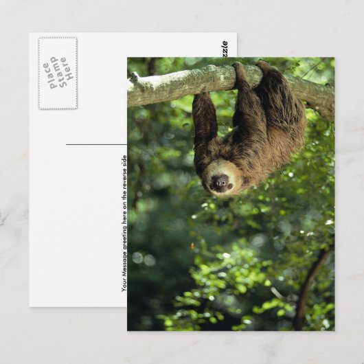 Hoffmann twee-toed luiaard briefkaart (Voorkant / Achterkant)