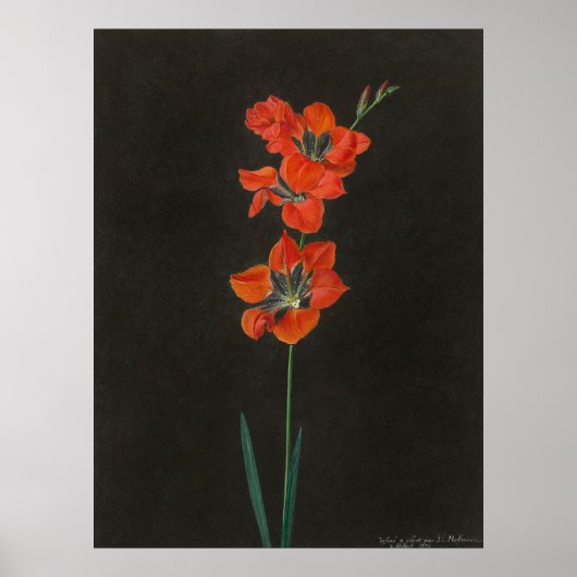 Hoffmann's Lelie Bloemen Poster (Voorkant)