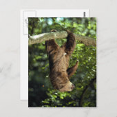 Hoffmann's tweesporige slang briefkaart (Voorkant / Achterkant)