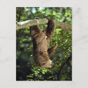 Hoffmann's tweesporige slang briefkaart