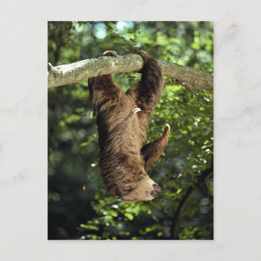 Hoffmann's tweesporige slang briefkaart (Voorkant)