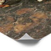 Hog Nose Snake Poster (Hoek)