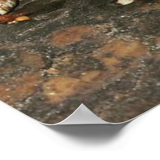 Hog Nose Snake Poster (Hoek)